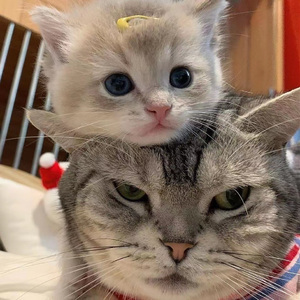 中国少妇性交BBBBBB
